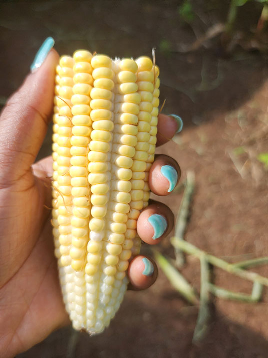 Side view of corn. Full image view opens in a new window.
